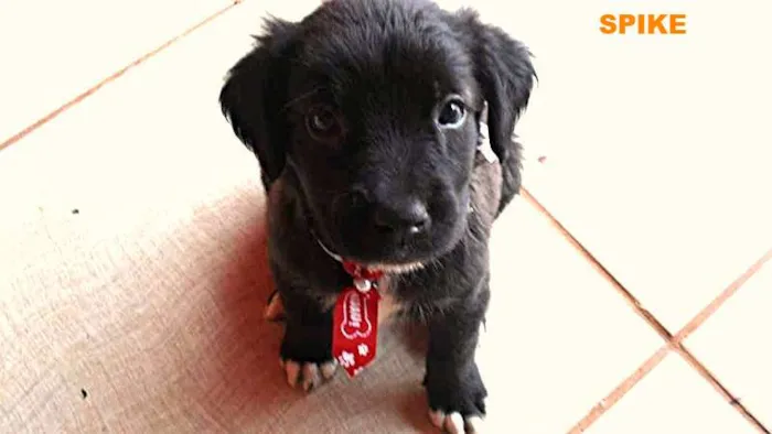 Cachorro ra a Não definida idade Abaixo de 2 meses nome SPIKE