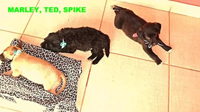 Cachorro ra a Não definida idade Abaixo de 2 meses nome SPIKE