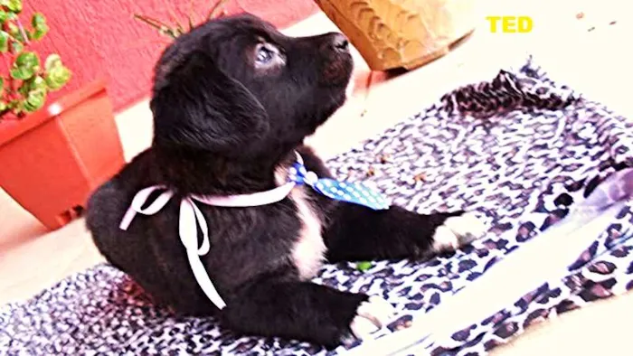 Cachorro ra a Não definida idade Abaixo de 2 meses nome SPIKE