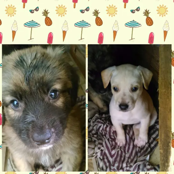 Cachorro ra a Vira lata idade Abaixo de 2 meses nome Peludo