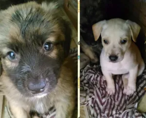Cachorro raça Vira lata idade Abaixo de 2 meses nome Peludo