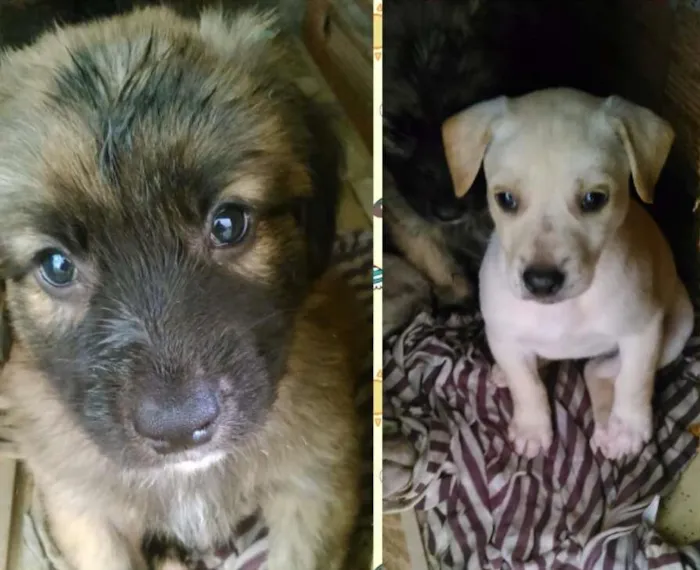 Cachorro ra a Vira lata idade Abaixo de 2 meses nome Peludo