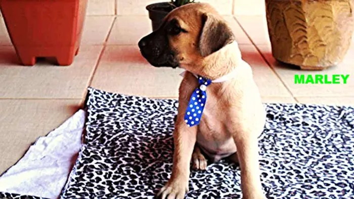 Cachorro ra a Não definida idade Abaixo de 2 meses nome SPIKE