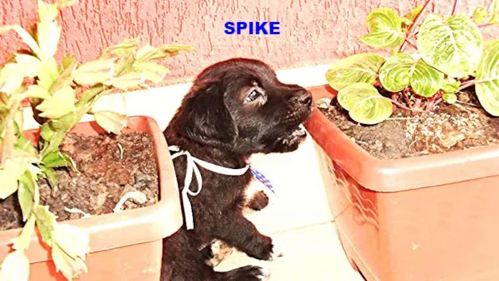Cachorro ra a Não definida idade Abaixo de 2 meses nome SPIKE
