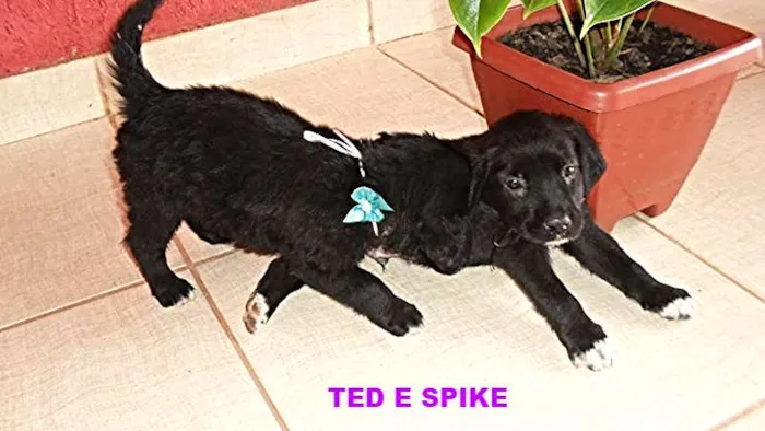 Cachorro ra a Não definida idade Abaixo de 2 meses nome SPIKE