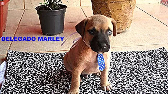 Cachorro ra a Não definida idade Abaixo de 2 meses nome SPIKE