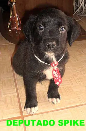 Cachorro raça Não definida idade Abaixo de 2 meses nome SPIKE
