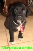 SPIKE