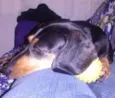 Belinha