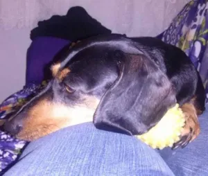 Cachorro raça Basset-Cofap idade 6 ou mais anos nome Belinha
