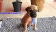 MARLEY