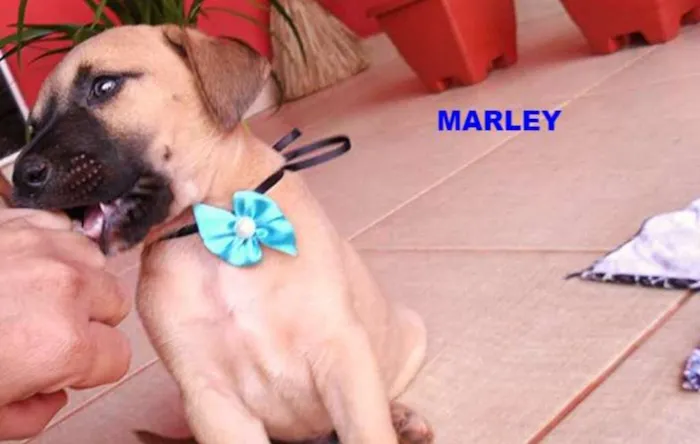Cachorro ra a Não definida  idade Abaixo de 2 meses nome MARLEY