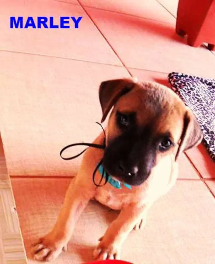 Cachorro ra a Não definida  idade Abaixo de 2 meses nome MARLEY