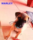 MARLEY