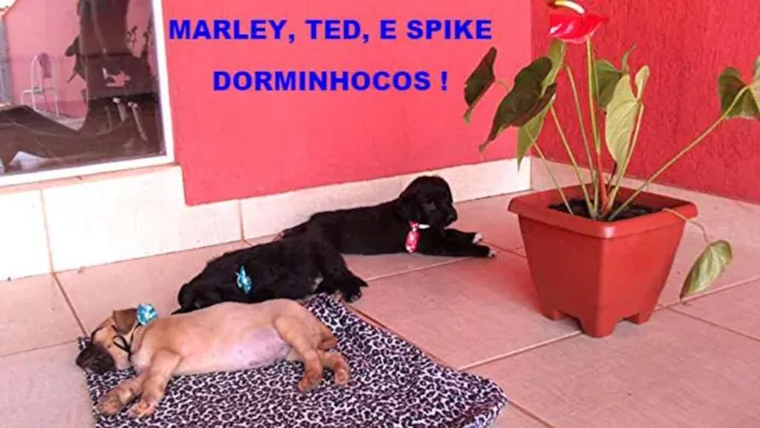 Cachorro ra a Não definida  idade Abaixo de 2 meses nome TED