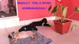 TED