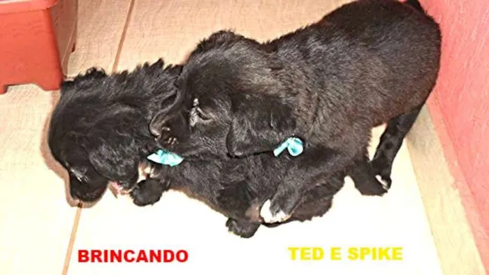 Cachorro ra a Não definida  idade Abaixo de 2 meses nome TED