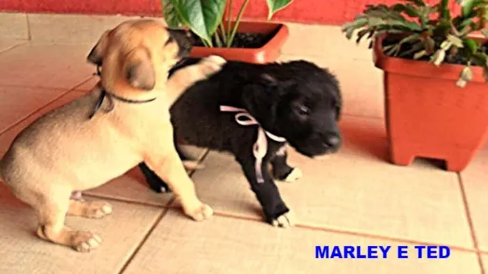 Cachorro ra a Não definida  idade Abaixo de 2 meses nome TED