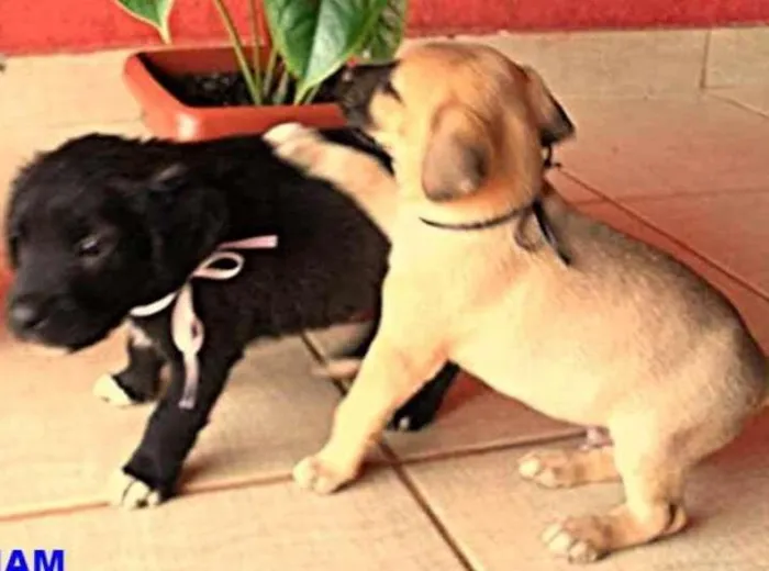 Cachorro ra a Não definida  idade Abaixo de 2 meses nome TED