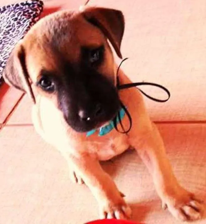 Cachorro ra a Não definida  idade Abaixo de 2 meses nome MARLEY