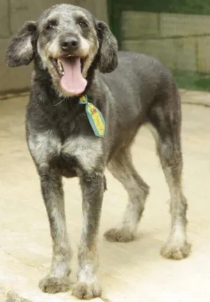 Cachorro raça SRD idade 4 anos nome SULTÃO, uma fofura!