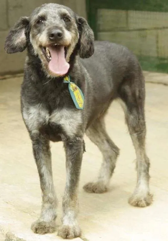 Cachorro ra a SRD idade 4 anos nome SULTÃO, uma fofura!