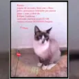 Rambo