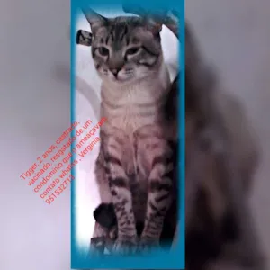 Gato raça Srd idade 7 a 11 meses nome Vários
