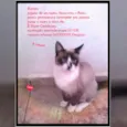 Vários
