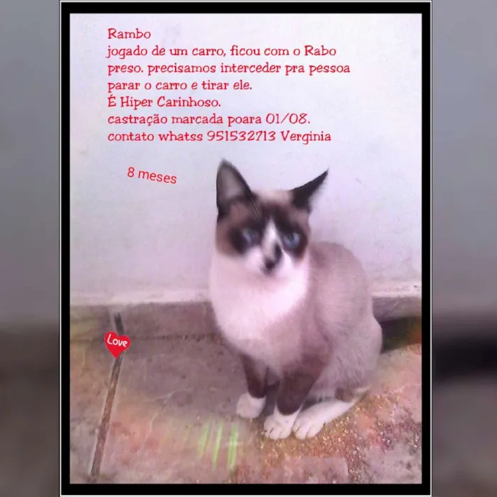 Gato ra a Srd idade 7 a 11 meses nome Vários
