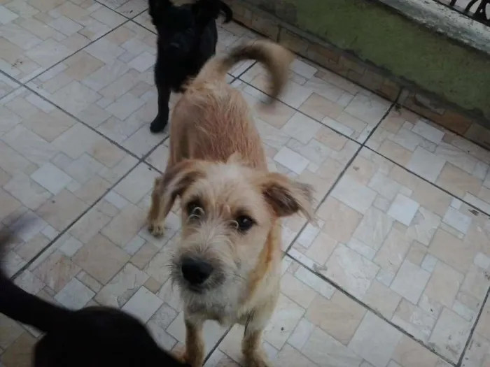 Cachorro ra a Srd idade 7 a 11 meses nome Fred