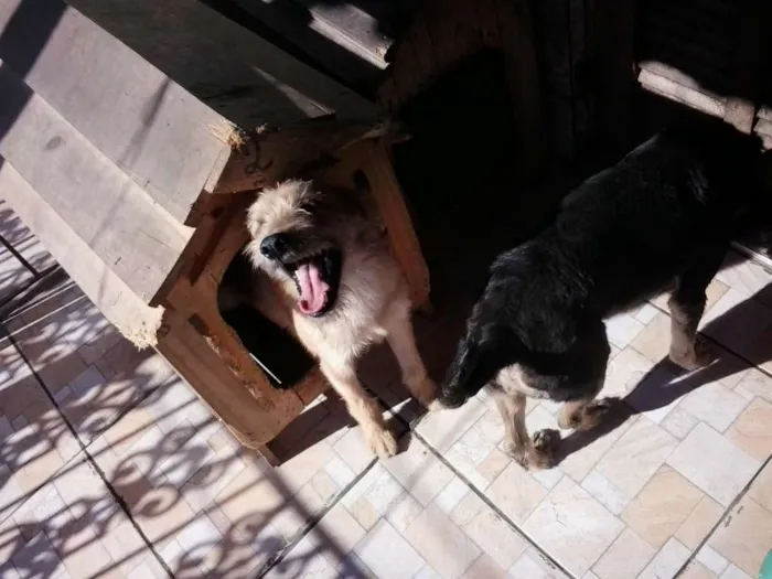 Cachorro ra a Srd idade 7 a 11 meses nome Fred