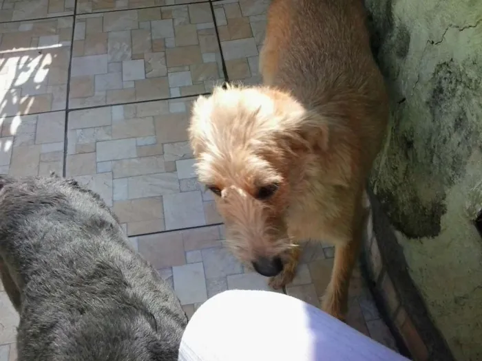 Cachorro ra a Srd idade 7 a 11 meses nome Fred