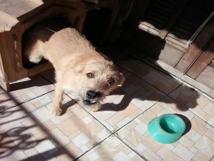 Cachorro ra a Srd idade 7 a 11 meses nome Fred