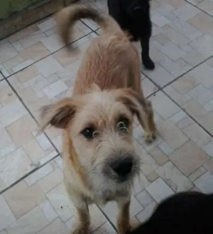Cachorro raça Srd idade 7 a 11 meses nome Fred