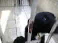 Cachorro raça SRD idade 7 a 11 meses nome Pingo