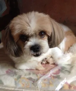 Cachorro raça Lhasa apso idade 6 ou mais anos nome Sheron