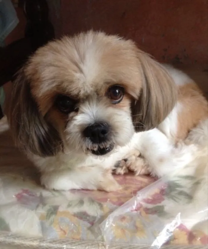 Cachorro ra a Lhasa apso idade 6 ou mais anos nome Sheron