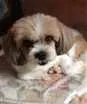 Cachorro raça Lhasa apso idade 6 ou mais anos nome Sheron