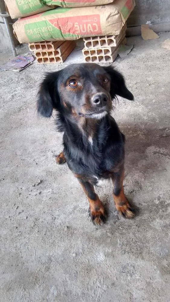 Cachorro ra a Não sei idade 1 ano nome Belinha