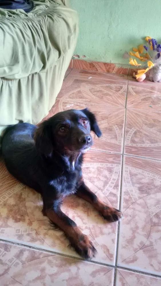 Cachorro ra a Não sei idade 1 ano nome Belinha