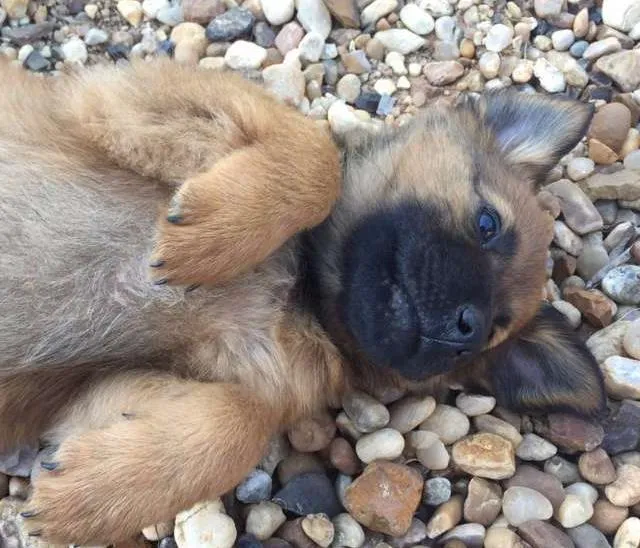 Cachorro ra a SRD idade 2 a 6 meses nome Mexerica