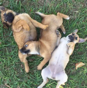 Cachorro raça SRD idade 2 a 6 meses nome Mexerica