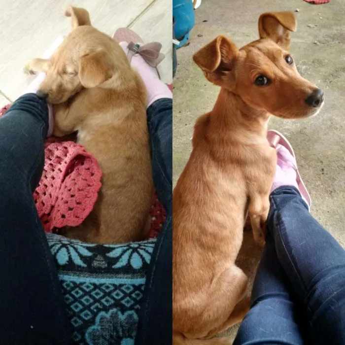Cachorro ra a Indefinido idade 7 a 11 meses nome Sem nome