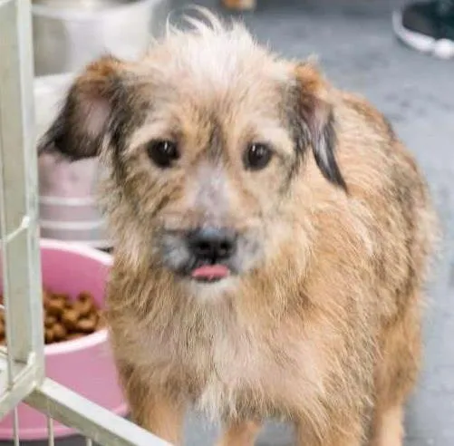 Cachorro ra a SRD idade 2 anos nome Paloma