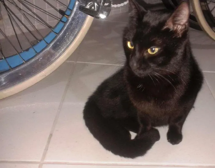 Gato ra a SRD idade 2 a 6 meses nome Gato
