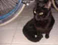 Gato