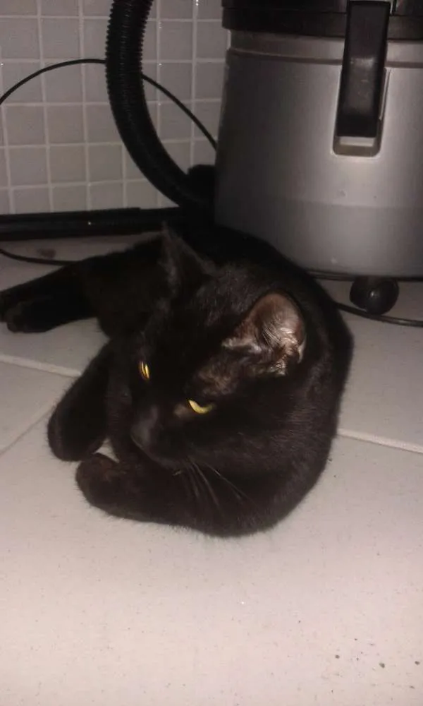 Gato ra a SRD idade 2 a 6 meses nome Gato