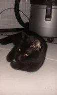 Gato