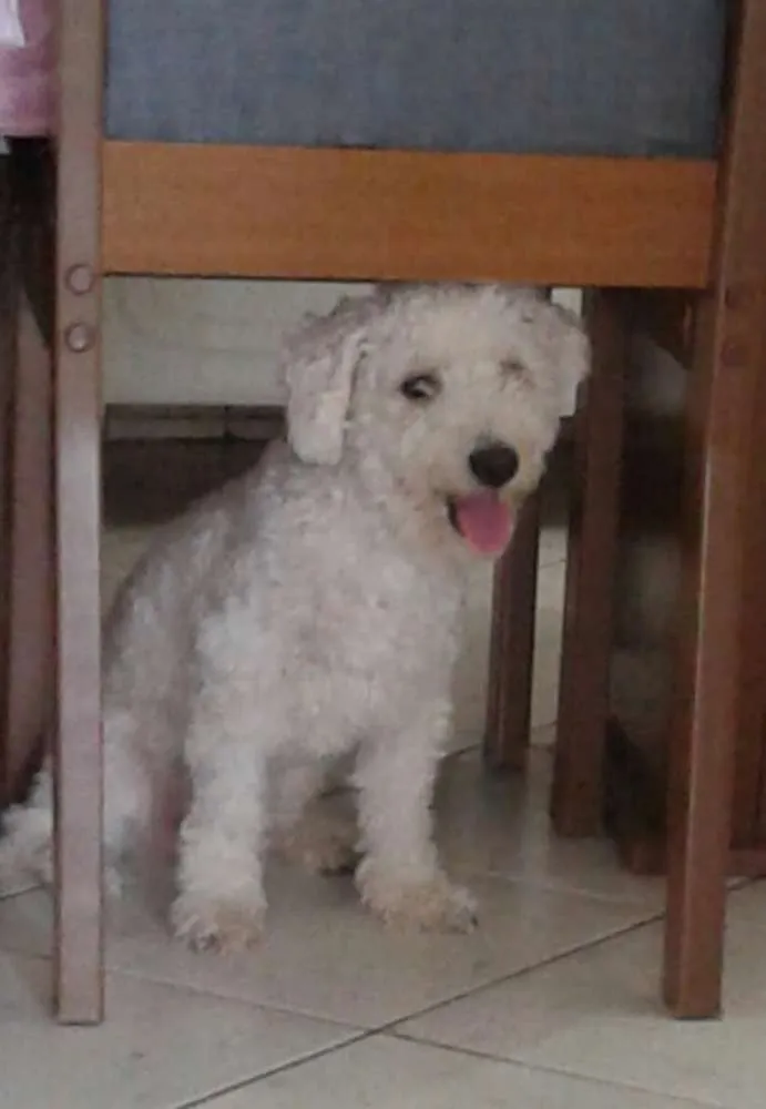 Cachorro raça Poodle idade 1 ano nome Naty
